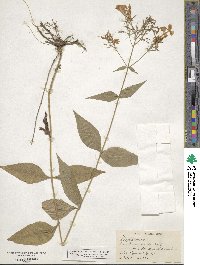 Phlox paniculata image