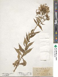 Phlox paniculata image