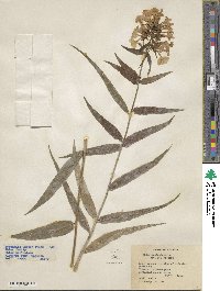 Phlox paniculata image