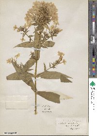 Phlox paniculata image