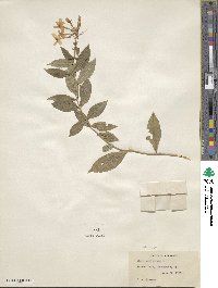 Phlox paniculata image