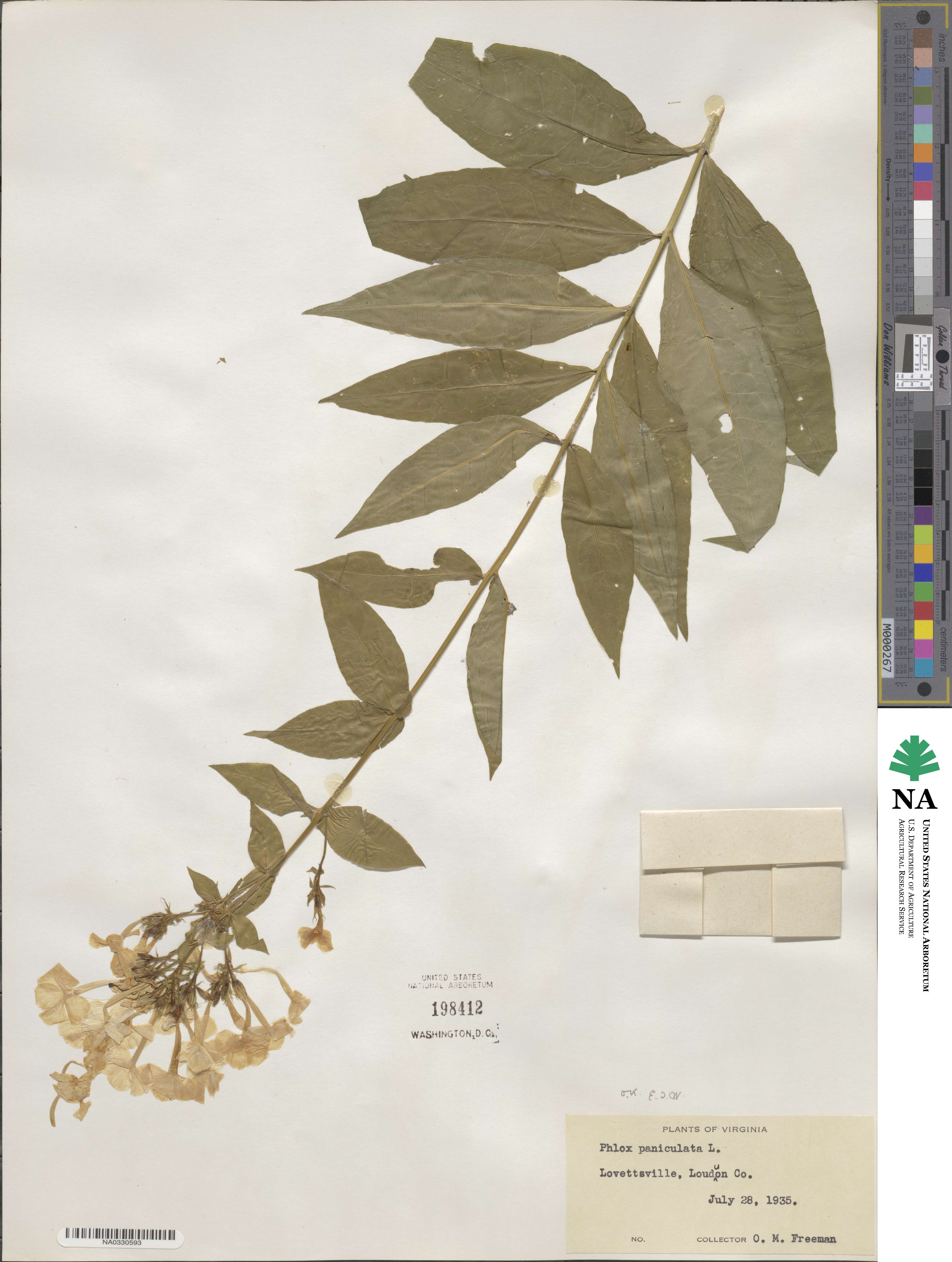 Phlox paniculata image