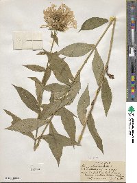 Phlox paniculata image