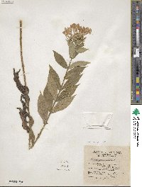 Phlox paniculata image