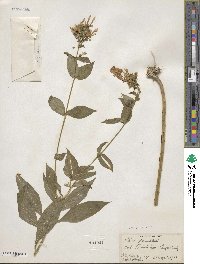 Phlox paniculata image