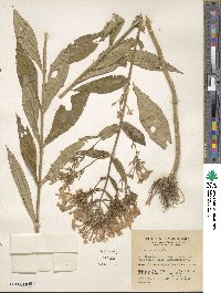 Phlox paniculata image