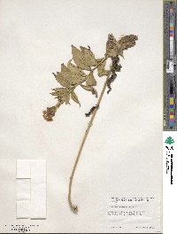 Phlox paniculata image