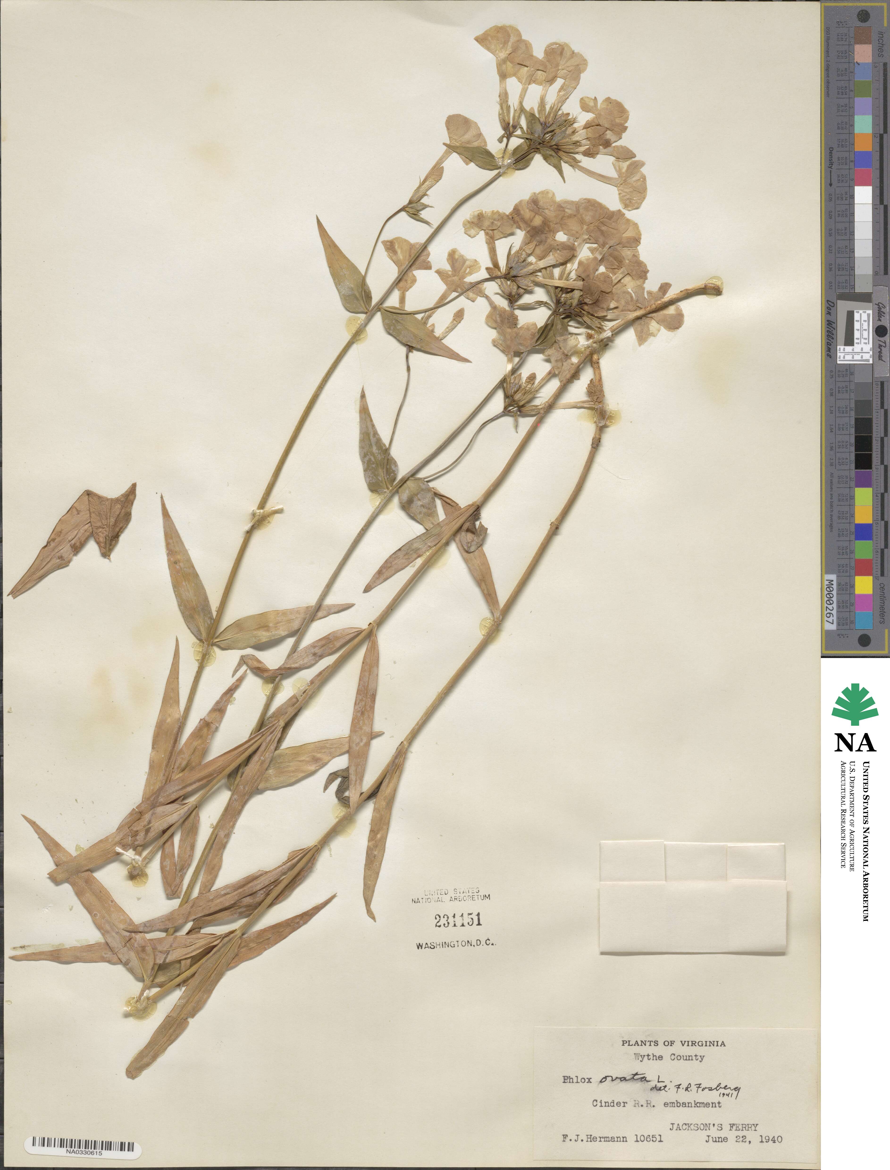 Phlox ovata image