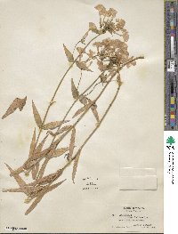 Image of Phlox ovata