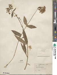 Phlox ovata image