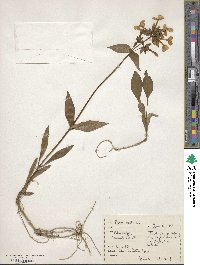 Phlox ovata image