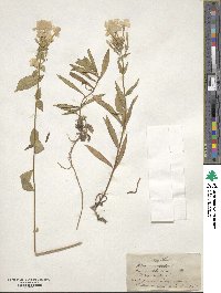 Phlox ovata image