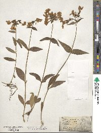 Phlox ovata image