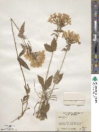 Phlox ovata image