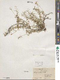 Phlox nivalis image