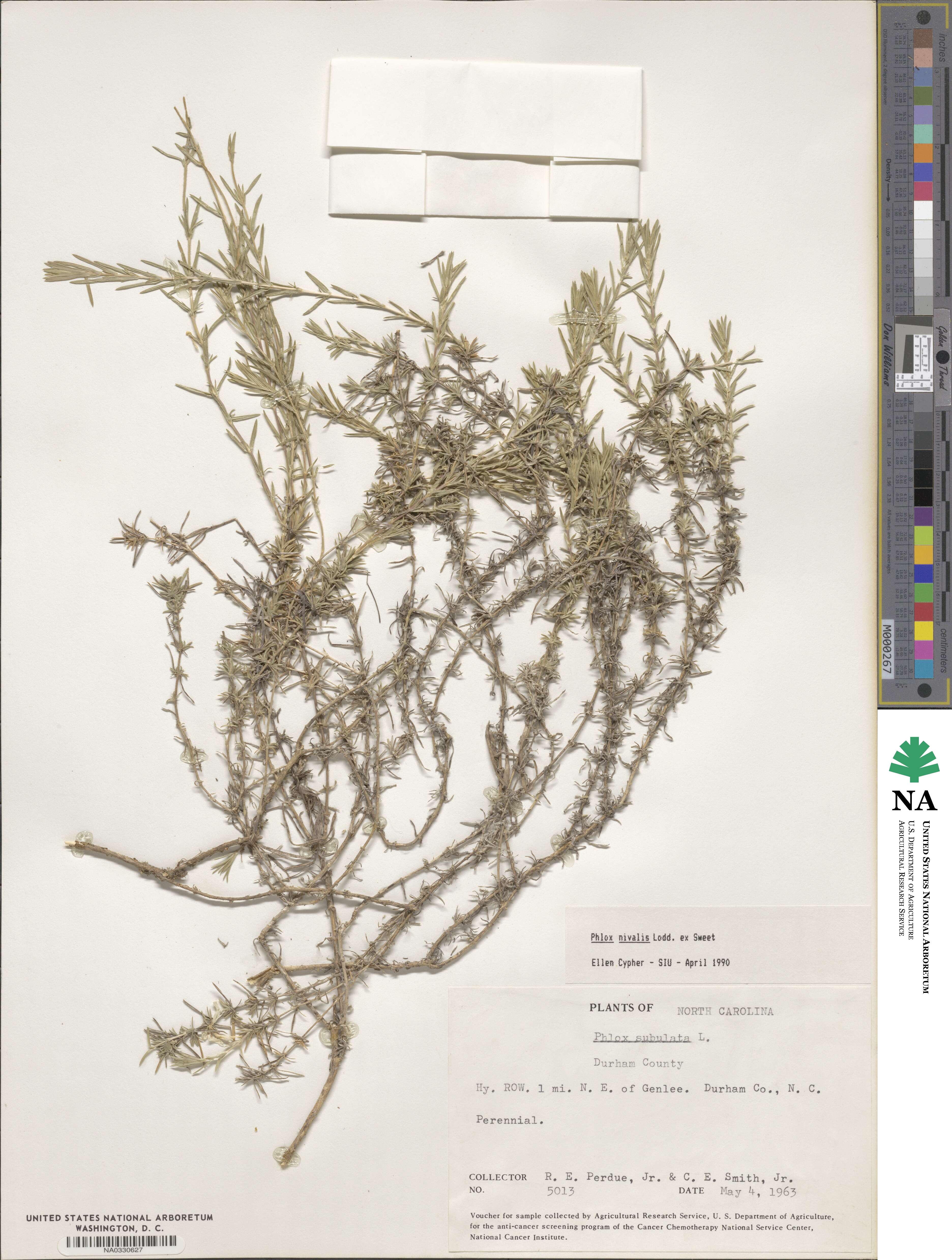 Phlox nivalis image