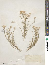 Phlox nivalis image