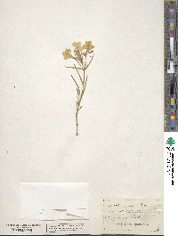 Image of Phlox nana