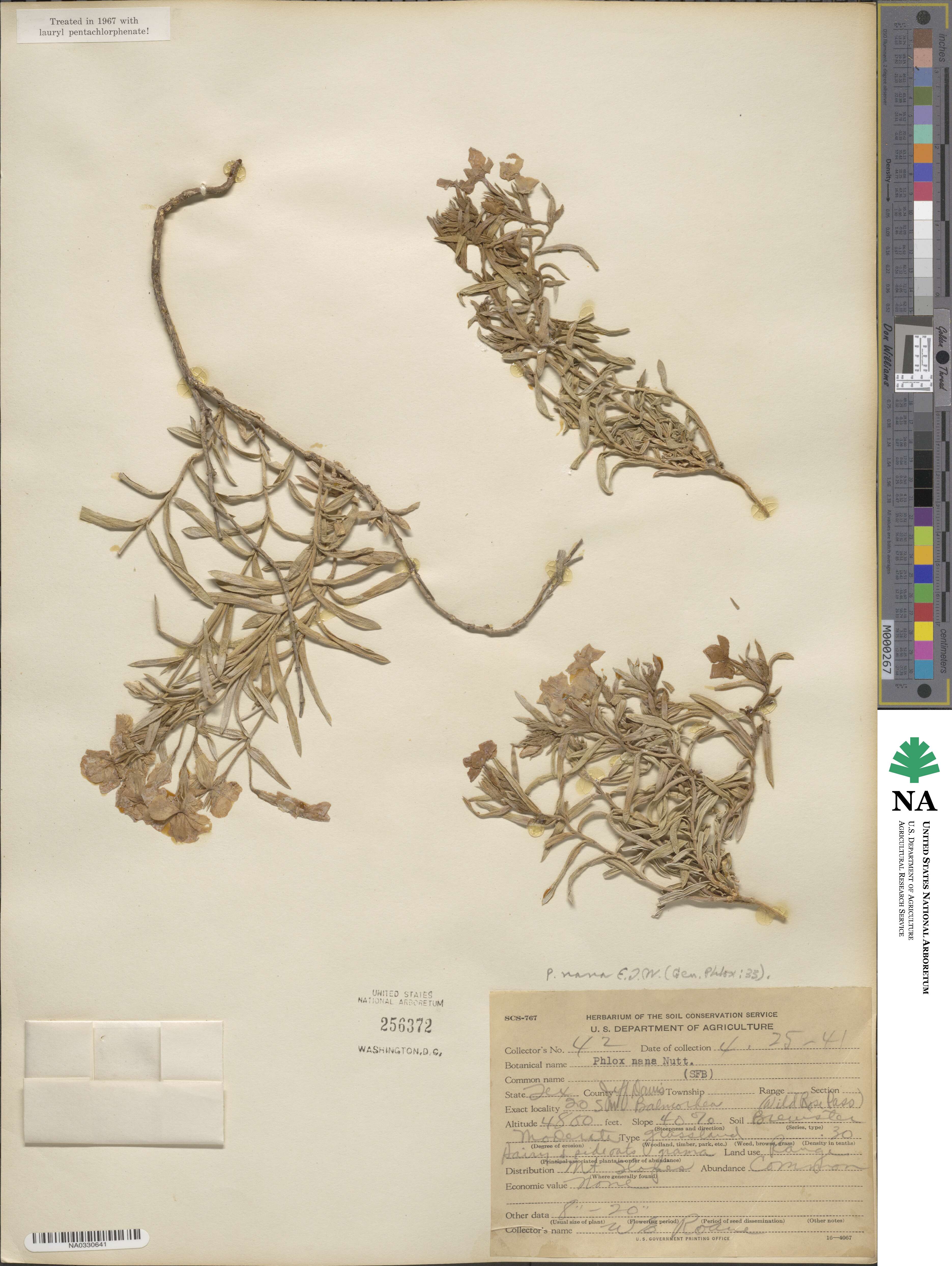 Phlox nana image
