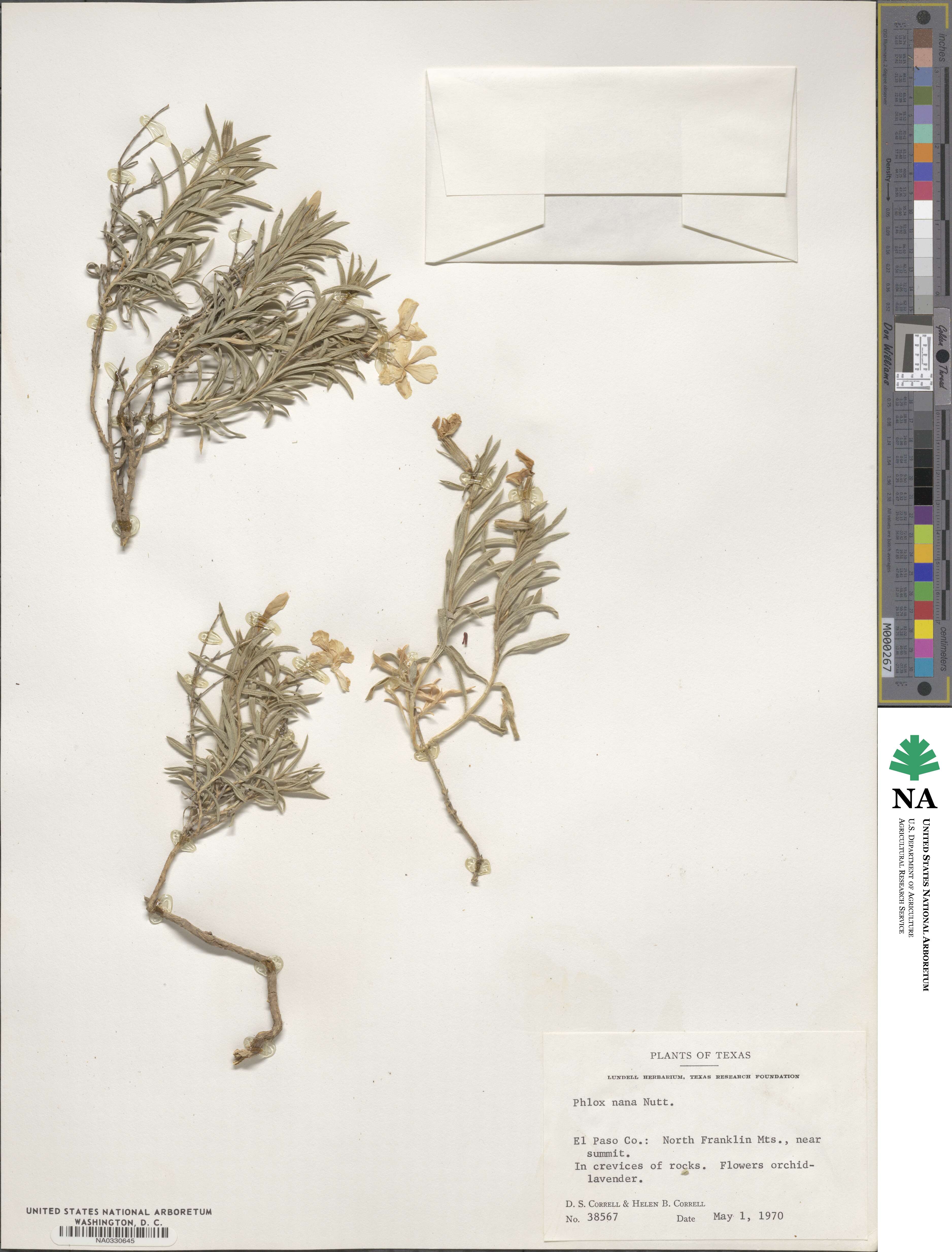 Phlox nana image