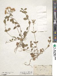 Phlox stolonifera image