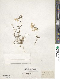 Phlox stolonifera image