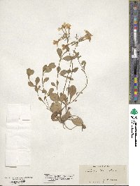 Phlox stolonifera image