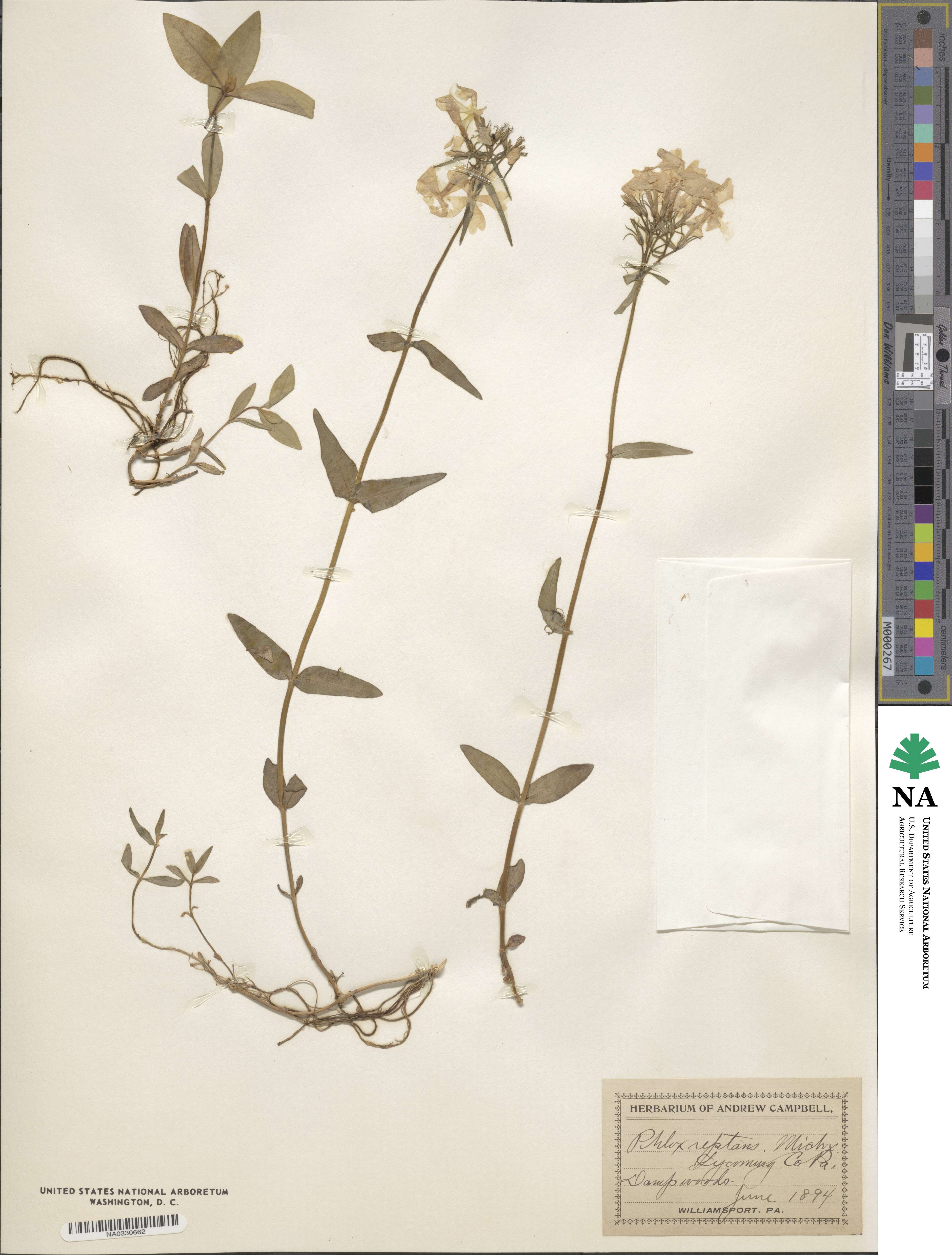 Phlox stolonifera image