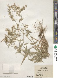 Phlox pilosa image