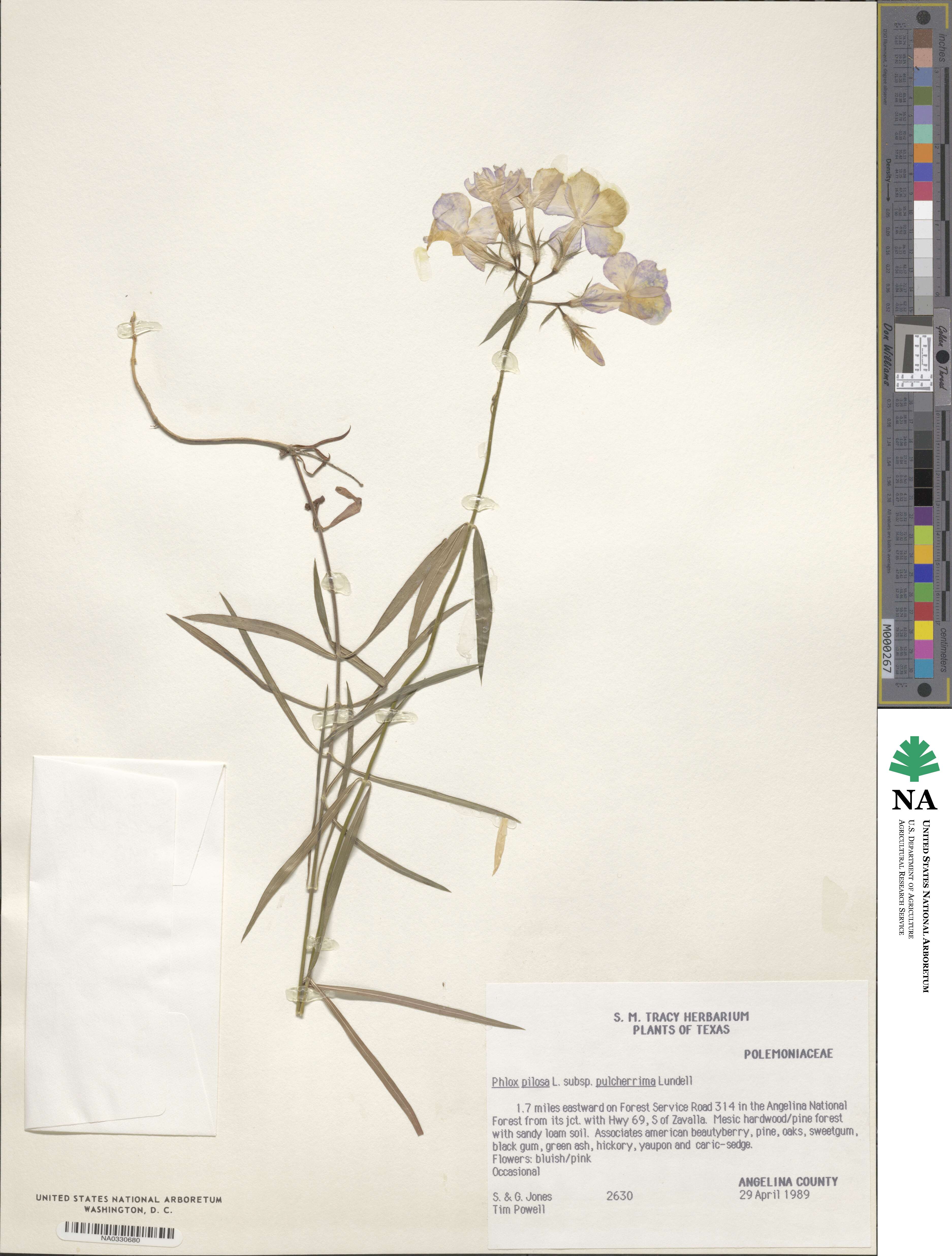 Phlox pilosa subsp. pulcherrima image