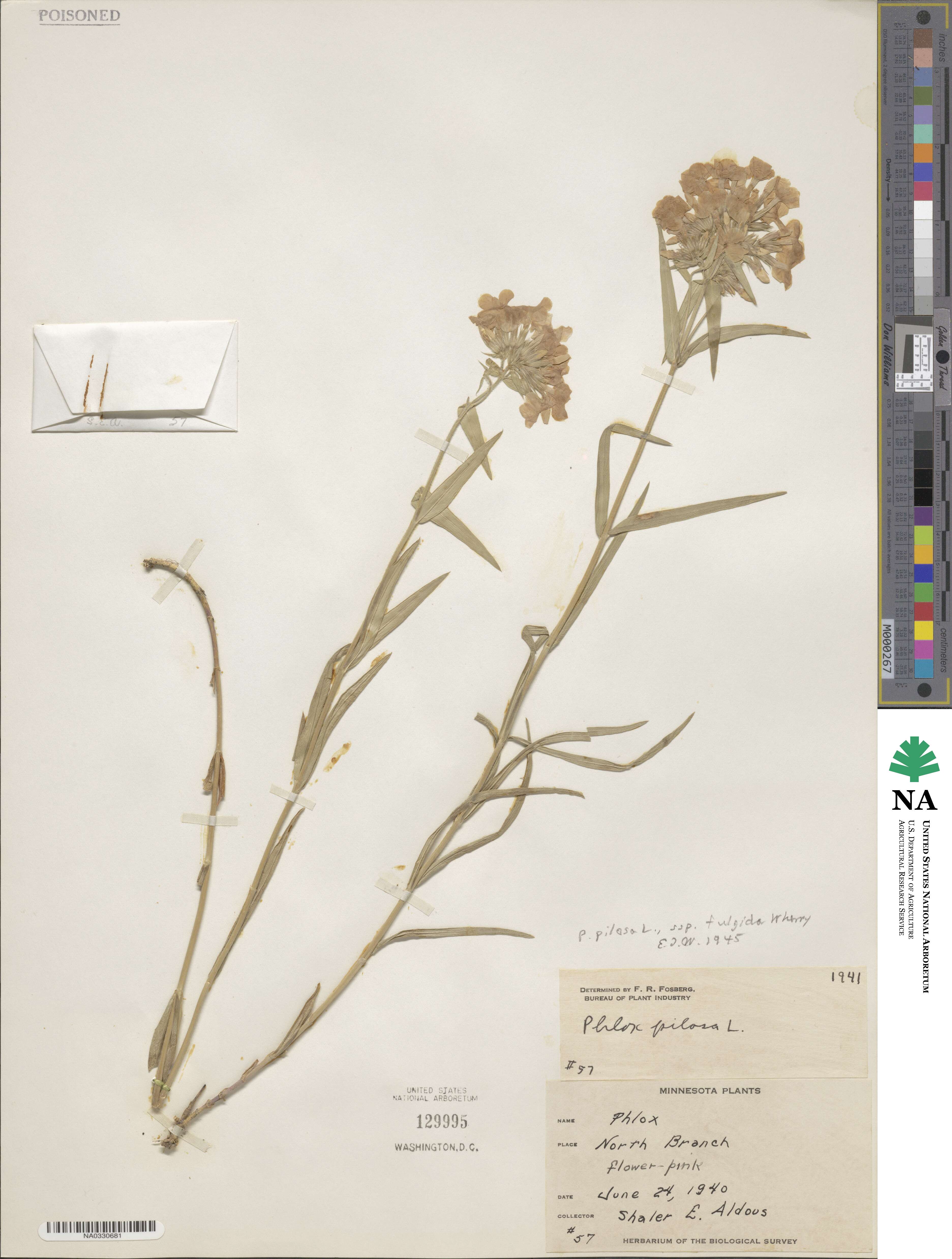 Phlox pilosa subsp. fulgida image