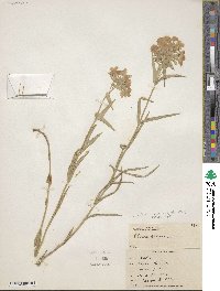 Phlox pilosa image