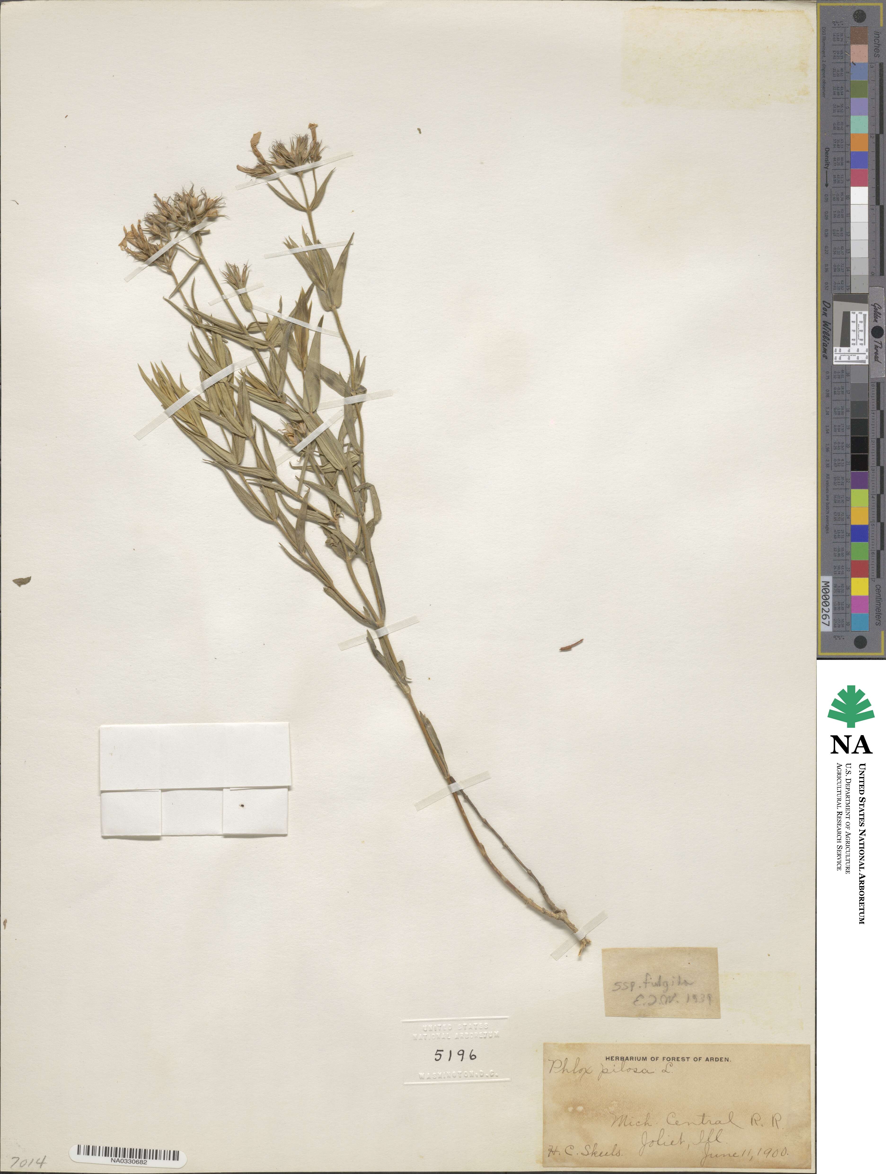 Phlox pilosa subsp. fulgida image