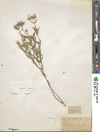 Phlox pilosa subsp. fulgida image