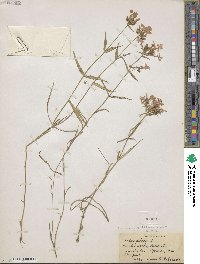 Phlox pilosa subsp. detonsa image