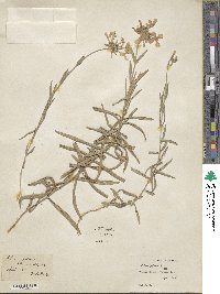 Phlox pilosa image