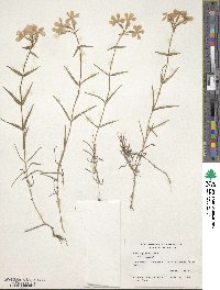 Phlox pilosa image