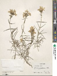 Phlox pilosa image