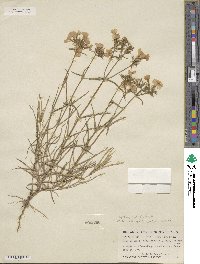 Phlox pilosa image