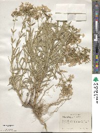 Phlox pilosa image