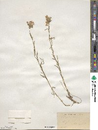 Phlox pilosa image