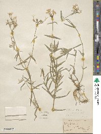 Phlox pilosa image