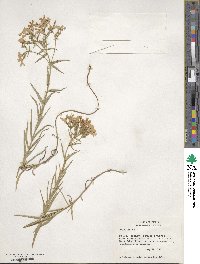 Phlox pilosa image