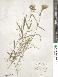 Phlox pilosa image