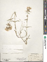 Phlox pilosa image