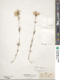 Phlox pilosa image