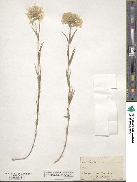 Phlox pilosa image