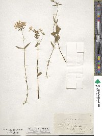 Phlox pilosa image