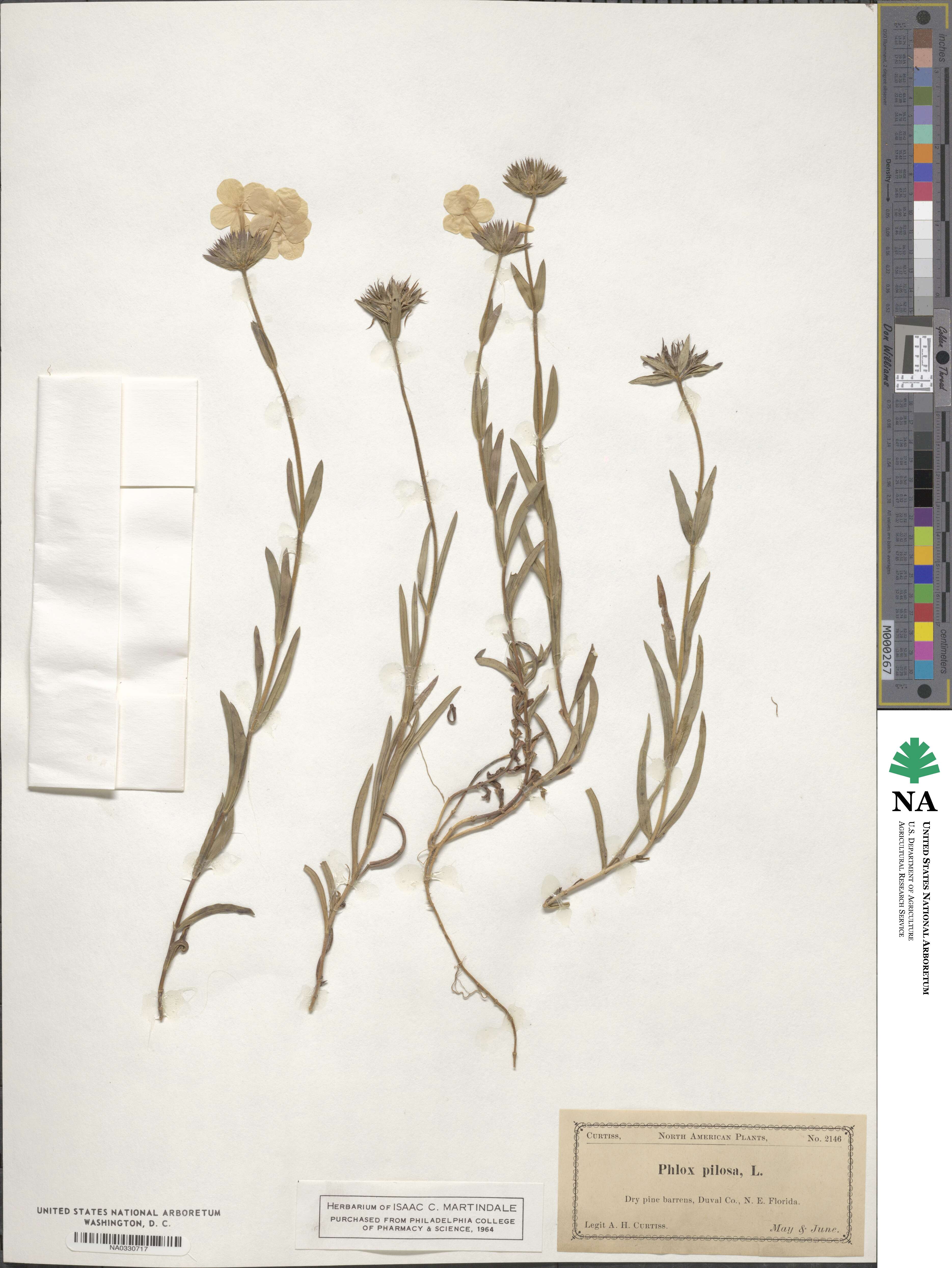 Phlox pilosa image