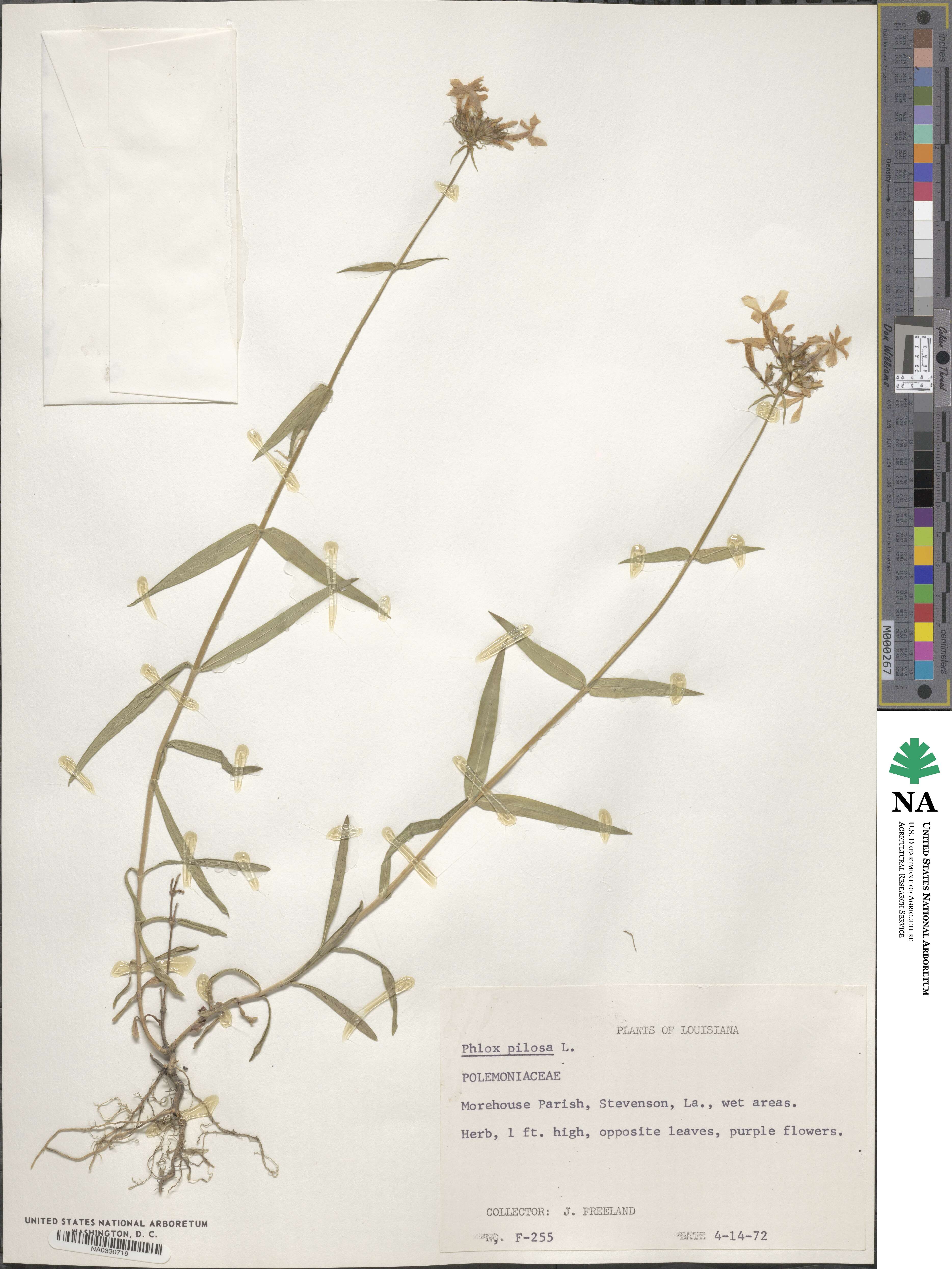 Phlox pilosa image